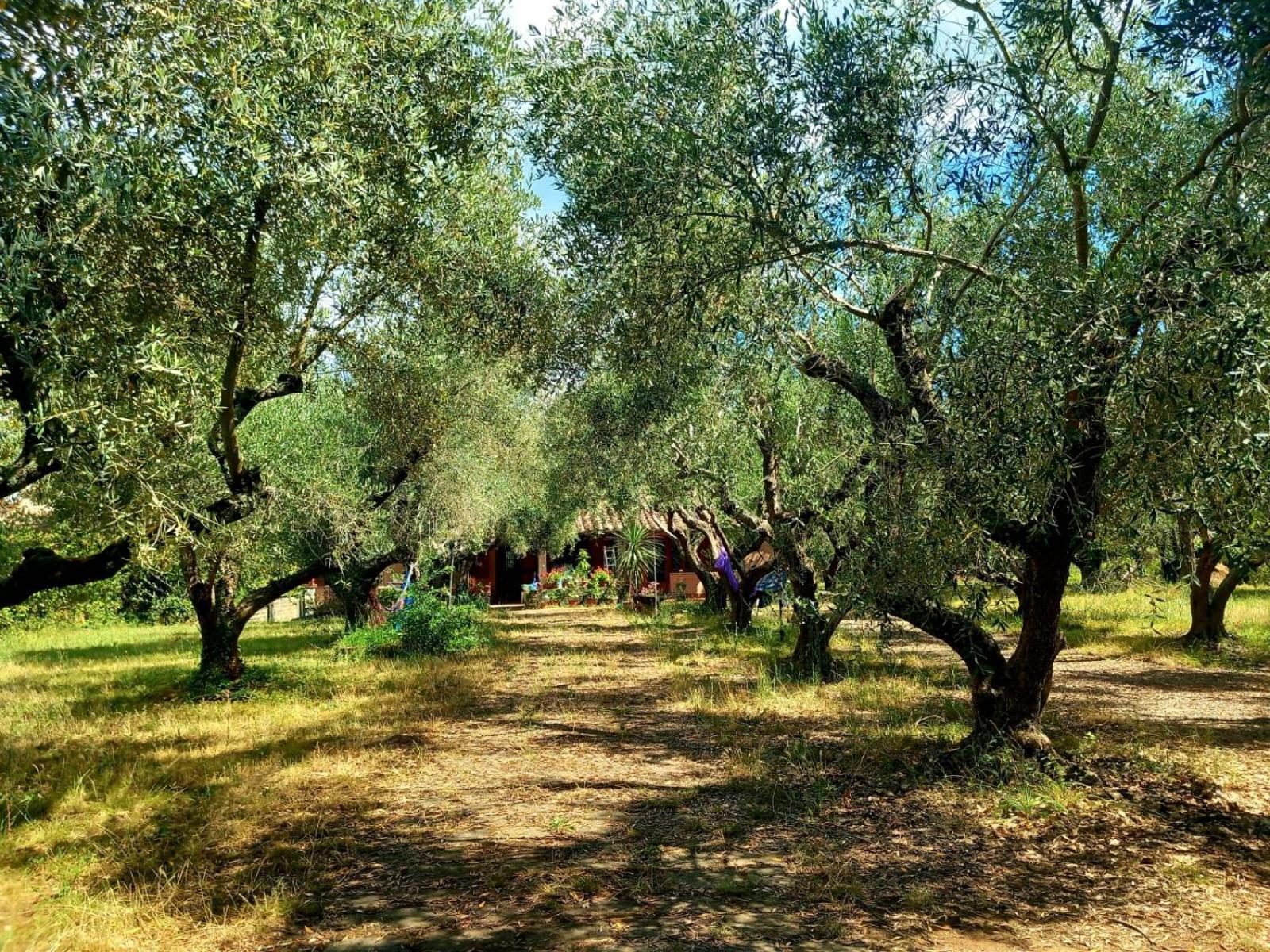 All'Ombra Degli Olivi Pisciarelli Exterior photo