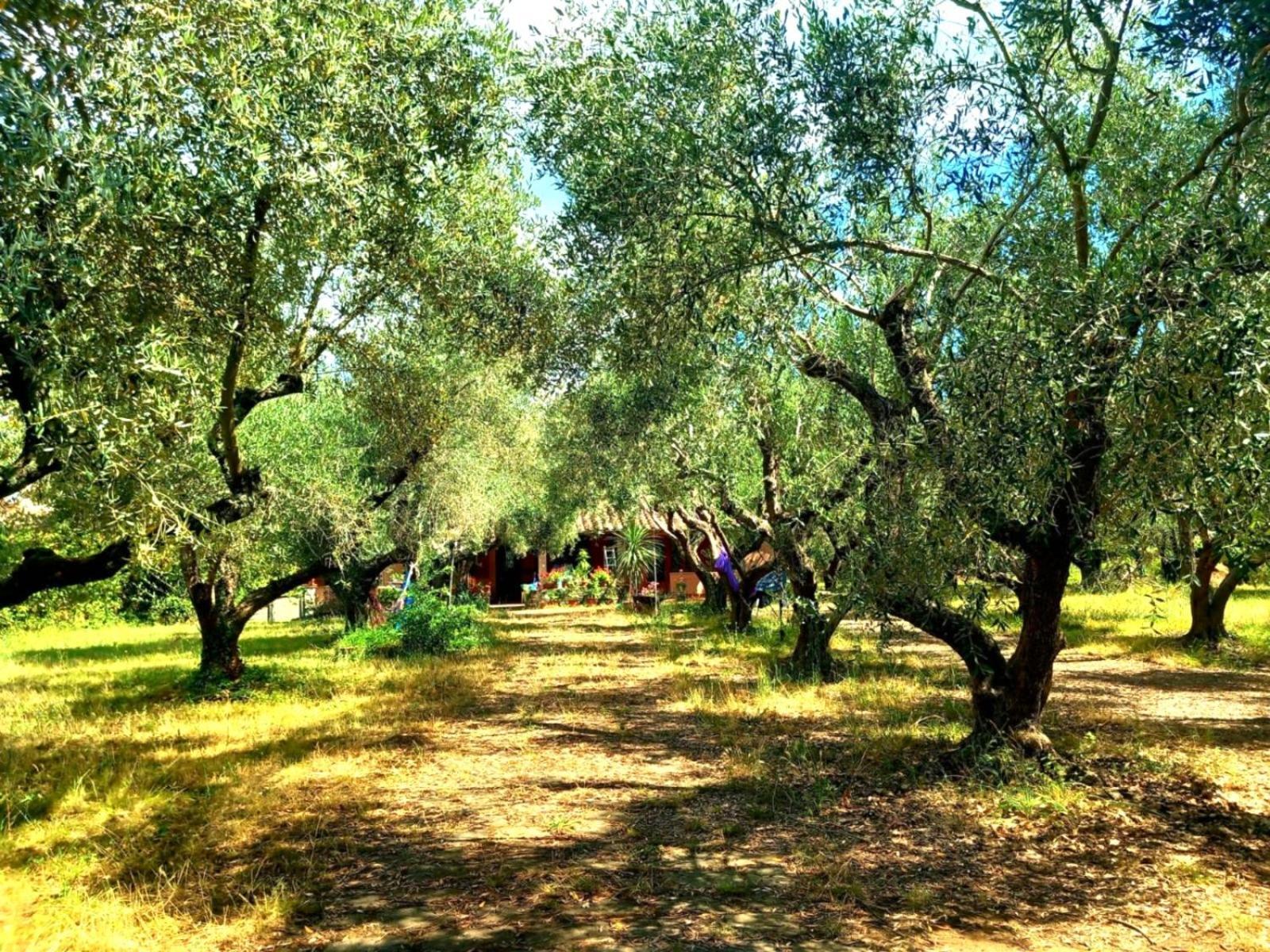 All'Ombra Degli Olivi Pisciarelli Exterior photo